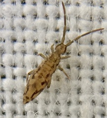 Entomobrya intermedia