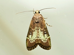 Heteromicta tripartitella