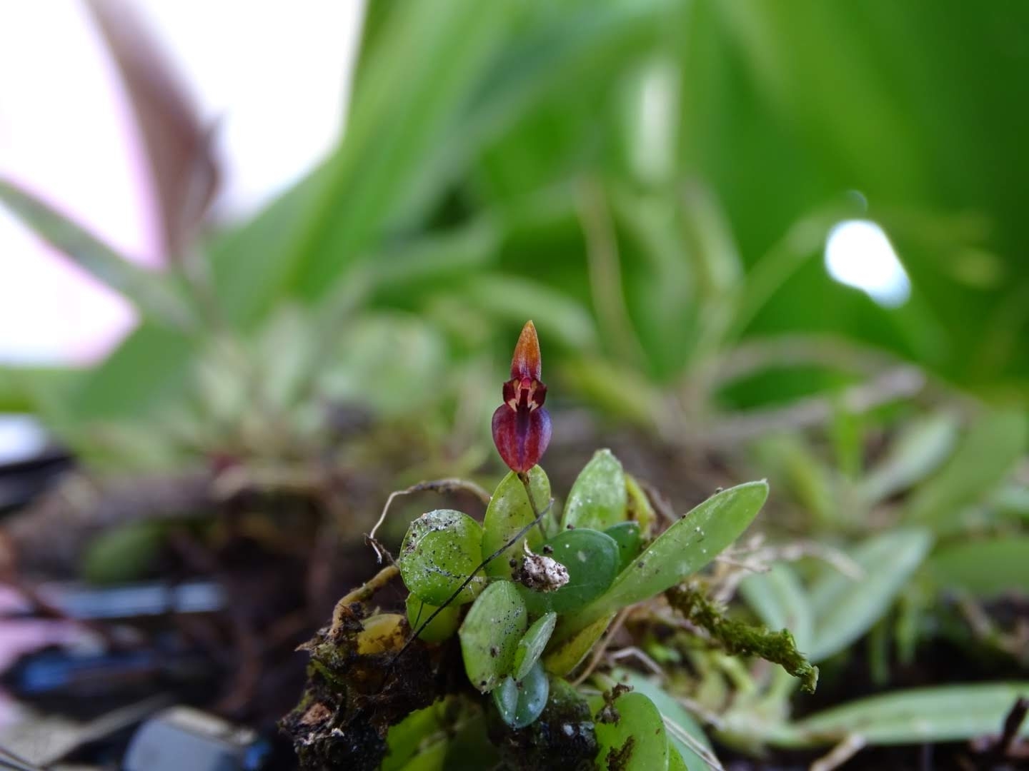 Lankesteriana barbulata