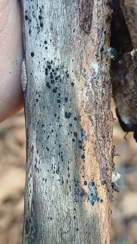 Patellaria atrata observed 2025-10-15
