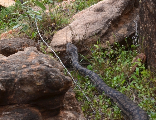 Inland Carpet Python sighting
