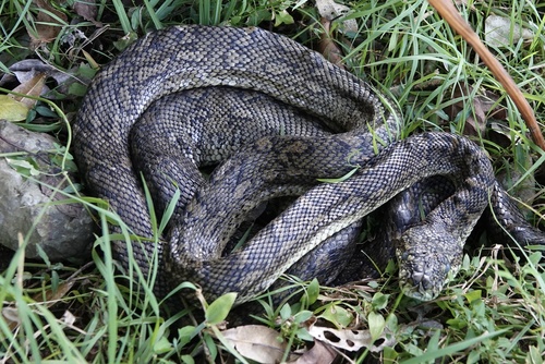 Coastal Carpet Python sighting