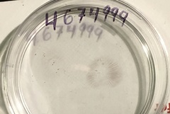 Psilocybe cyanescens