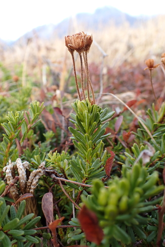 Yellow Mountain-heath (Phyllodoce glanduliflora)