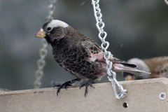 Leucosticte atrata