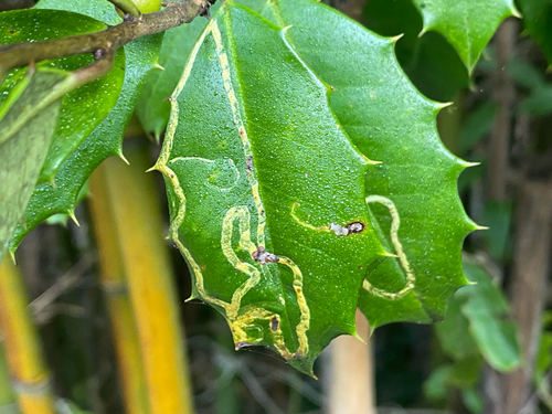 Unknown species found near Fire Island Blvd, West Sayville, NY, US