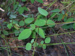 Desmodium grahamii