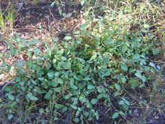 Desmodium grahamii