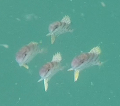Priacanthidae