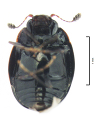 Cyclaxyra politula