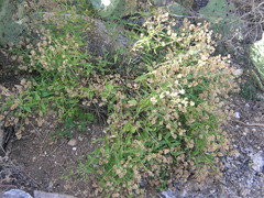 Koanophyllon palmeri