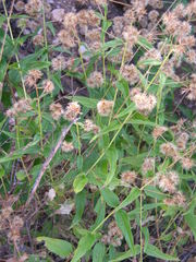 Koanophyllon palmeri