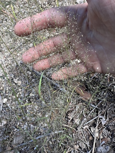 delicate muhly