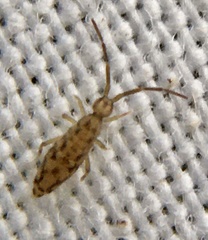Entomobrya intermedia