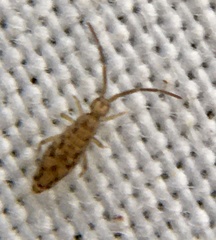 Entomobrya intermedia