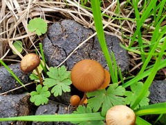 Conocybe coprophila