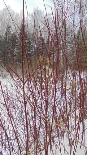 baltoji sedula nuotrauka