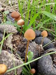 Conocybe coprophila