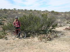 Condalia warnockii