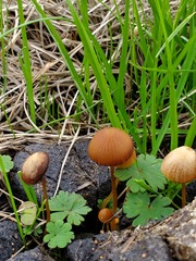 Conocybe coprophila