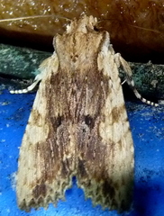 Lithophane patefacta