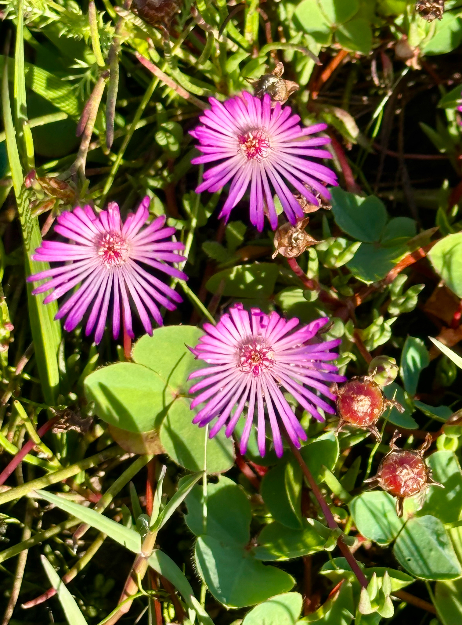 Lampranthus filicaulis (Haw.) N.E.Br.