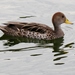 South American Yellow-billed Pintail - Photo (c) subhashc, some rights reserved (CC BY-NC)