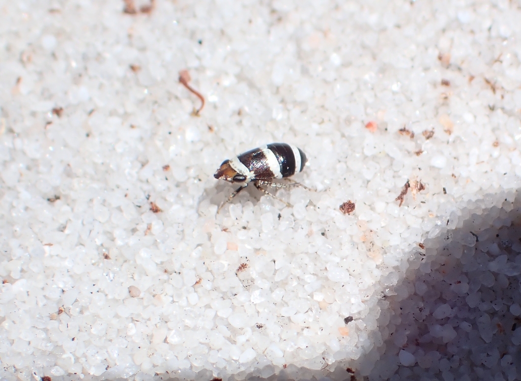 Chiasmus varicolor