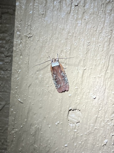Walsingham's Agonopterix Moth photo 2