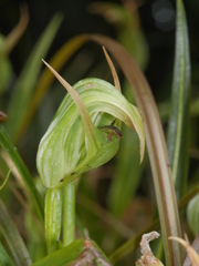 Pterostylis australis
