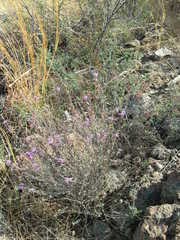 Dalea pulchra