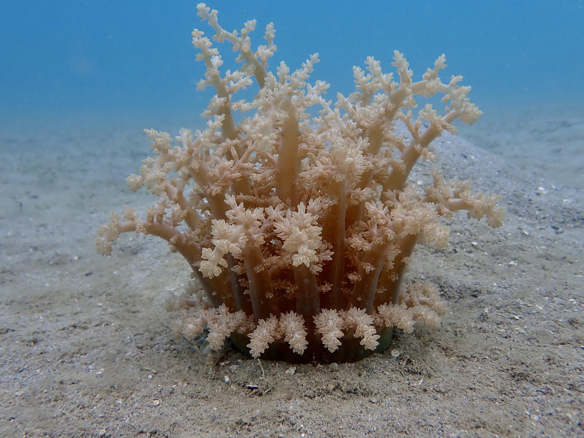 Actinodendron arboreum (Quoy & Gaimard, 1833)
