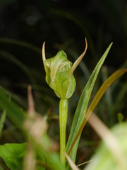 Pterostylis australis