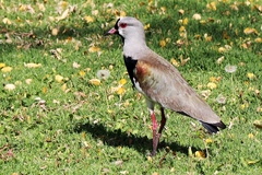 Vanellus chilensis