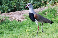Vanellus chilensis
