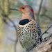 Northern Flicker - Photo (c) Alan R. Biggs, some rights reserved (CC BY-NC-ND)