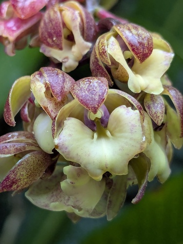 Epidendrum baryanthum Hágsater & Salas Guerr.