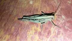 Schistocerca serialis