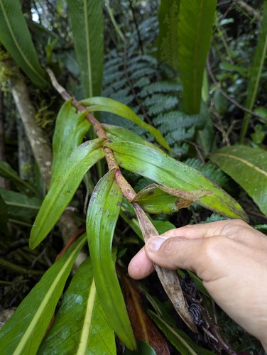Epidendrum baryanthum Hágsater & Salas Guerr. 2