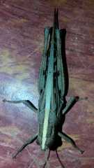 Schistocerca serialis