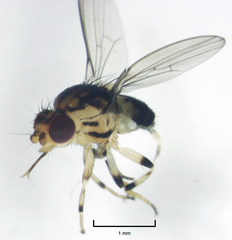 Stomosis