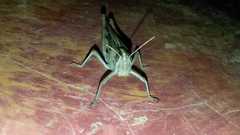 Schistocerca serialis