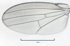 Stomosis