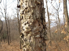 Betula dauurica