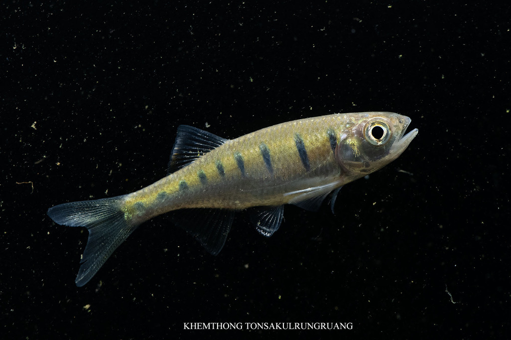Opsarius pulchellus