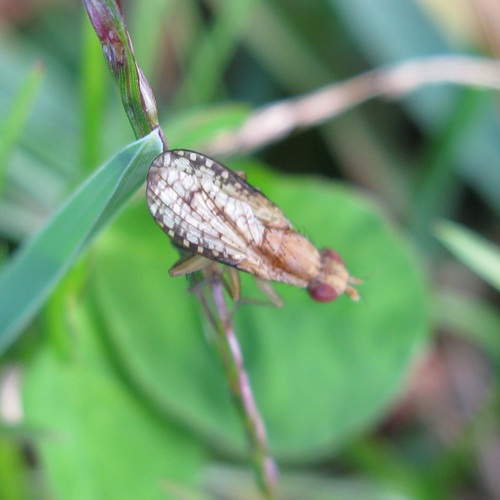 Unknown species found near Erie County, PA, USA