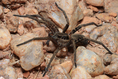 Ancylometes concolor