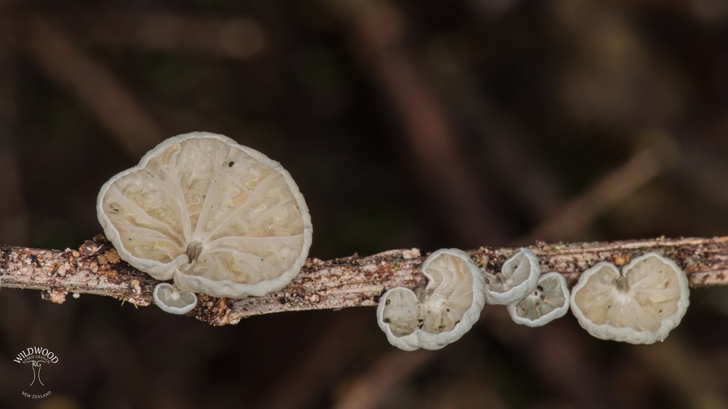 Campanella tristis · October 2025 · photo: © robbiebgraham (iNaturalist, cc0)