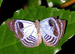 Semomesia capanea