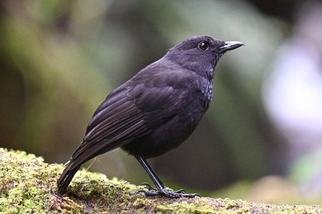 Bornean Whistling Thrush (Myophonus borneensis), photo 9